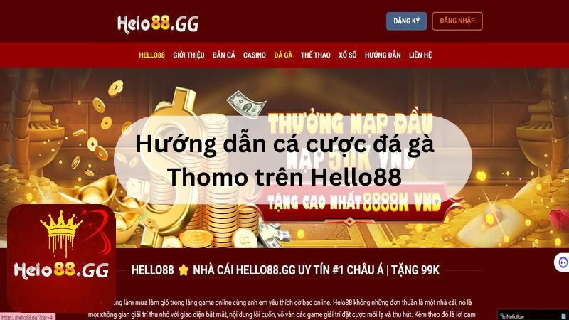 Hướng dẫn cá cược đá gà Thomo trên Hello88