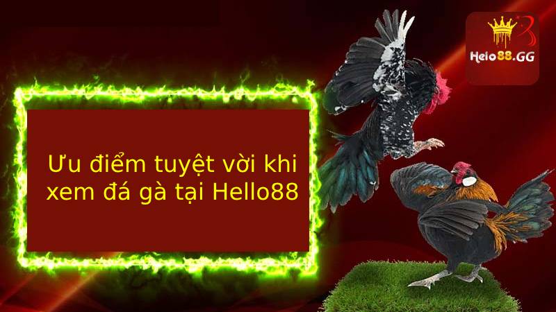 Ưu điểm tuyệt vời khi xem đá gà tại Hello88