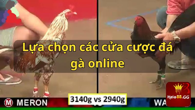 Lựa chọn các cửa cược đá gà online