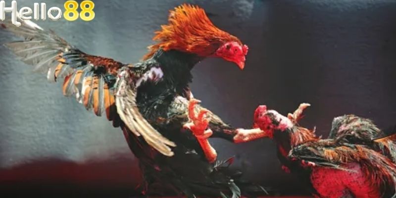 Các trận đấu được truyền tải với tốc độ phân giải cực kỳ cao