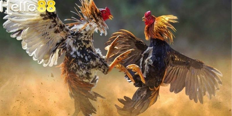 Đá gà Hello88 trực tiếp được nhiều người chọn