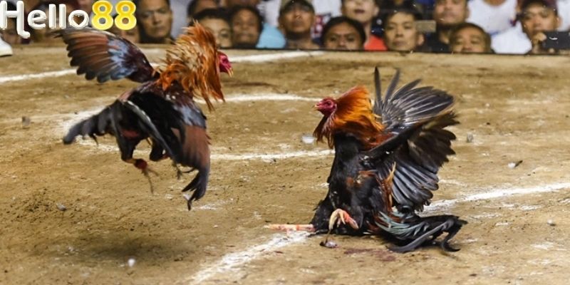 Đá Gà Hello88