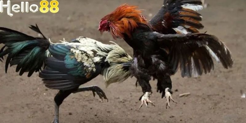 Người chơi nên theo dõi lịch sử của trận đấu để chọn chiến kê